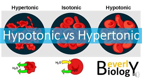 Hypotonic Vs Hypertonic Solutions Youtube