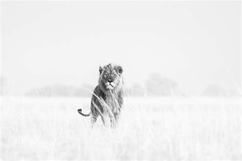 Majestic Male Lion Looking At You • B&W Fine Art Wildlife Photography