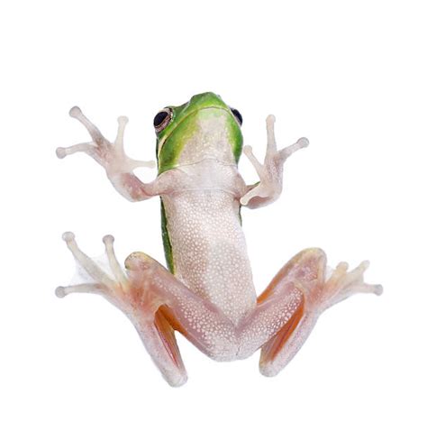 Green Tree Frog Care Stock Photos, Pictures & Royalty-Free Images - iStock