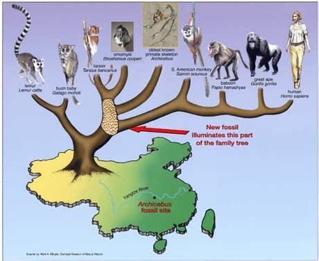 Oldest Primate Fossil Reveals Tiny Cousin Of Human Ancestor Cbc News