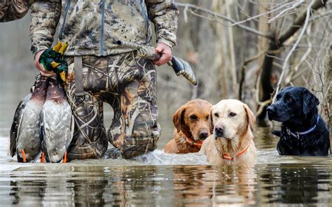 Hunting Labrador Puppies