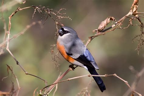 Grey Headed Bullfinch Pyrrhula Erythaca Photo Garry Bakker Photos