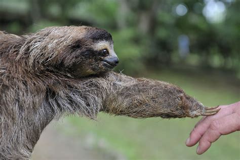 A Touching Moment In Costa Rica Pictures Of Sloths Cute Sloth