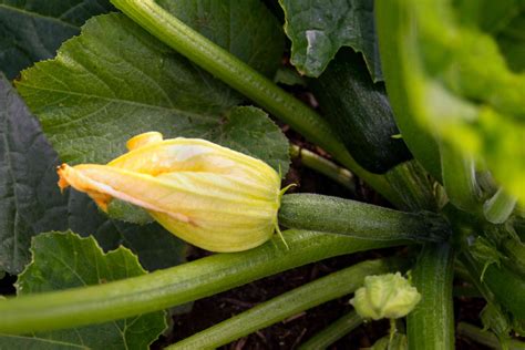 How To Harvest Zucchini