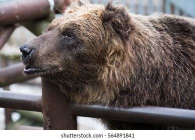 Bears Noboribetsu Bear Park Noboribetsu Cityhokkaido Stock Photo ...