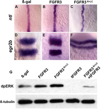 FGFR3R LC Hyperactivates The RTK Pathway Images Of Fixed 12 Hpf