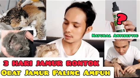 CARA MENGOBATI JAMUR PADA KUCING OBAT JAMUR KUCING PALING AMPUH