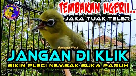 Burung Pleci Gacor Nembak Buka Paruh Ampuh Untuk Memaster Memancing