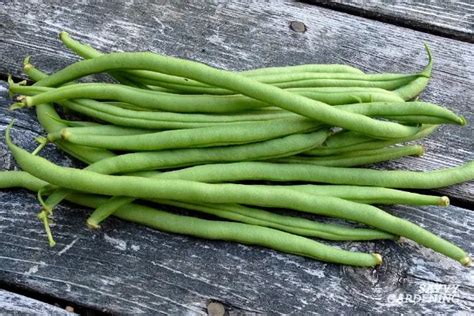 Grow French Beans Easily From Seed A Step By Step Guide The Arches