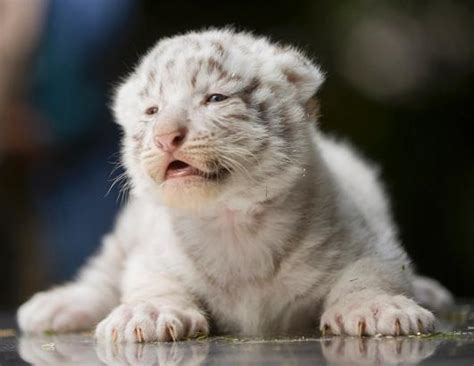 white tiger cubs - White Tiger Cubs Photo (34587219) - Fanpop