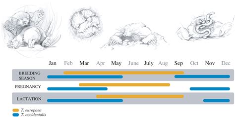 Life cycle of European mole (T. europaea, yellow lines) and Iberian ...