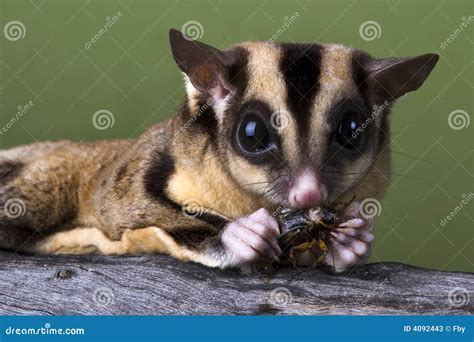 Sugar Glider Eating A Cricket Stock Image Image Of Sugar Nose 4092443