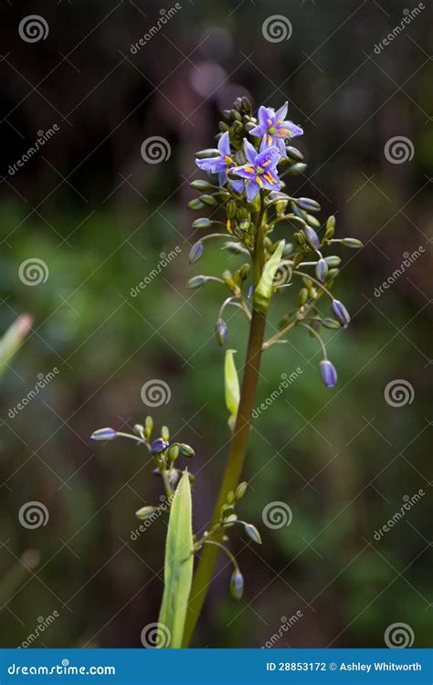 Flores De Dianella Que Emergen Foto De Archivo Imagen De Nuevo