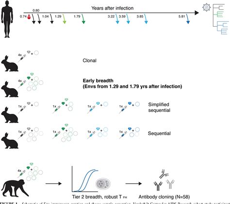 Figure 2 From Polyfunctional Tier 2 Neutralizing Antibodies Cloned Following Hiv 1 Env Macaque