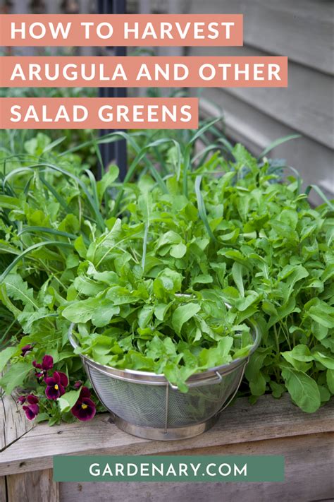 How To Harvest Arugula And Other Salad Greens • Gardenary