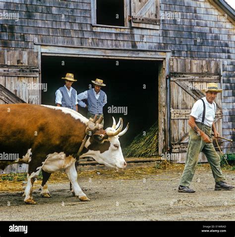 Oxen Kings Landing Historical Settlement Saint John River New