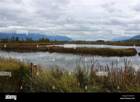 Wetlands Habitat Hi Res Stock Photography And Images Alamy