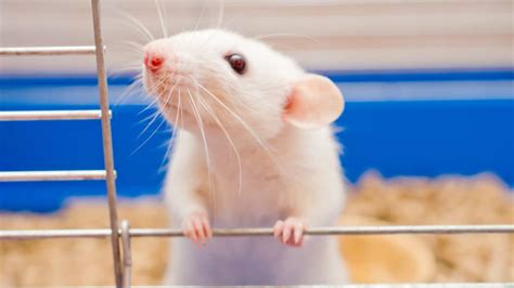 One Mouse Health Problem You Can’t Ignore | BeChewy