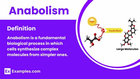 Anabolism - Definition, Example, Types, Stages, Source of Energy