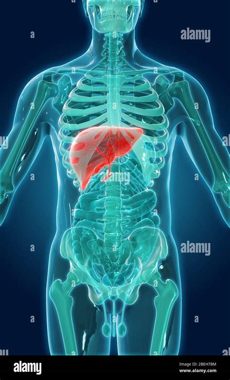 Human Liver Anatomy Hi Res Stock Photography And Images Alamy