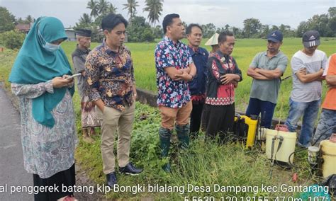 Pemdes Dampang Lakukan Gerakan Pengendalian OPT Pada Tanaman Padi