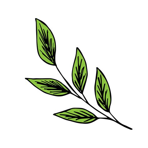 Simple Hand Drawn Color Vector Drawing Green Tree Branch Foliage For