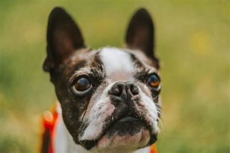 Boston Terrier Opis Rasy Cena Charakterystyka