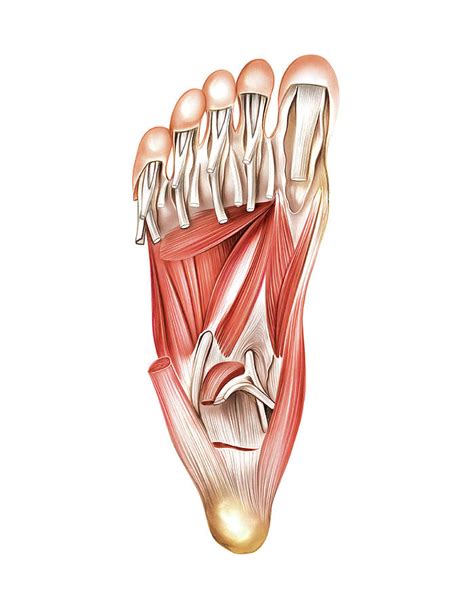 Muscles Of The Foot Photograph By Asklepios Medical Atlas Fine Art