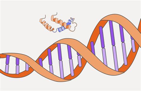 Dna Protein Interaction Analysis Illumina