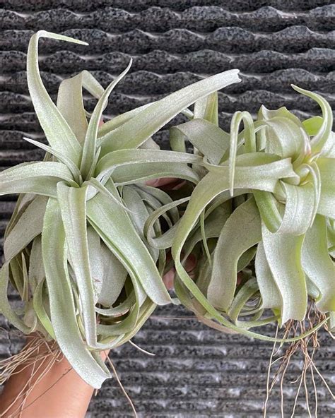 Streptophylla Air Plant Queen Of Airplants Air Plants Airplant