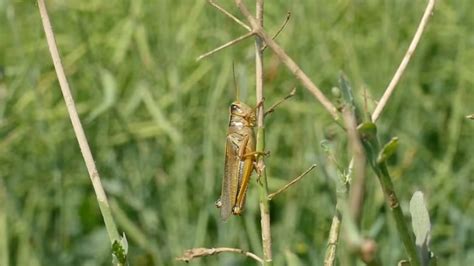 Prairie Farmers Struggling With Drought Now Dealing With Damaging Grasshoppers The Weather Network