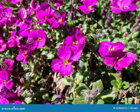 Close Up Shot Of The Garden Arabis Or Caucasian Rockcress Arabis