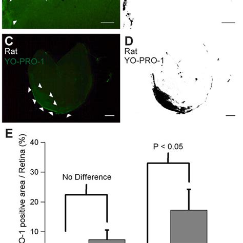 Transfection Of Psd Gfp And Its Distribution In Rat Retinal Ganglion