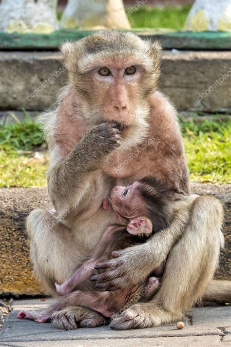 Macaco Come Cangrejos Macaca Fascicularis En Un Entorno Urbano 2023