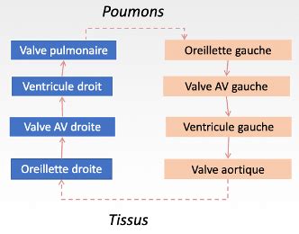 Module Le Syst Me Cardiovasculaire Flashcards Quizlet