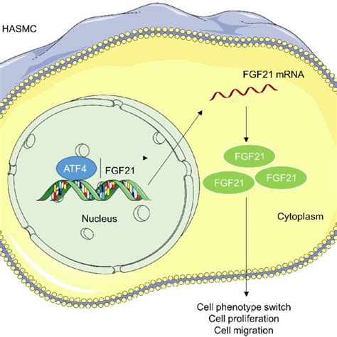 Atf4 Transcriptionally Activates Fgf21 In Hasmcs A C Rt Qpcr And