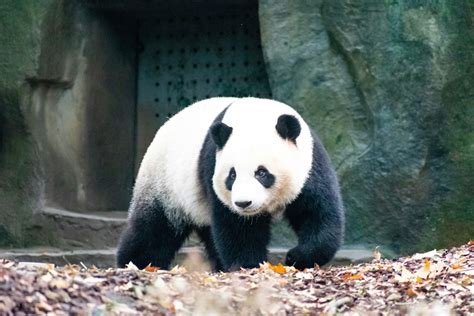 Mayor Gloria Joins China Farewell Ceremonies For Giant Pandas Set To