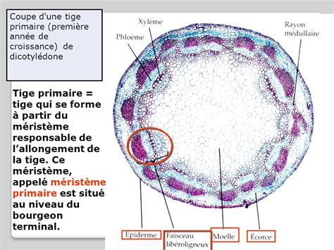 Biologie Vegetale Anatomie Comparee Des Organes Chez Les