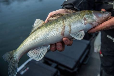 La P Che Du Sandre Au Heavy Drop Shot Peche Et Poissons Carnassiers