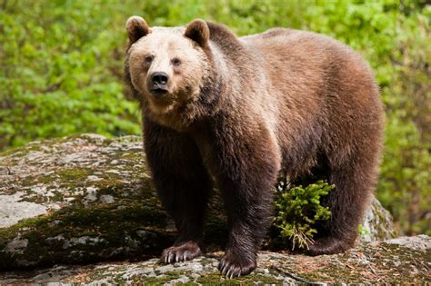 Quanto Possono Diventare Grandi Gli Orsi