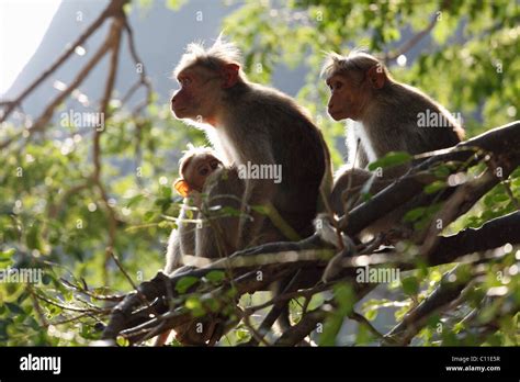 Rhesus Macaques Or Rhesus Monkeys Macaca Mulatta Courtallam Western