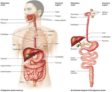 Bio Chapter 23 Digestive System Flashcards Quizlet