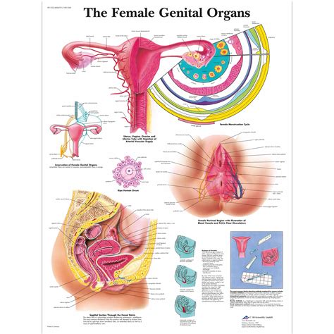 Vr1532uu 01 3200 3200 The Female Genital Organs Chart  3200×3200