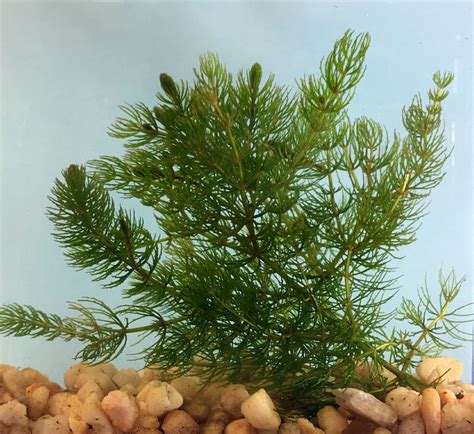 19 Hornwort Aquarium Plant Sallusareraz