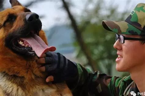 退役军犬活在堪称垃圾场的地方，领养后就照顾好它