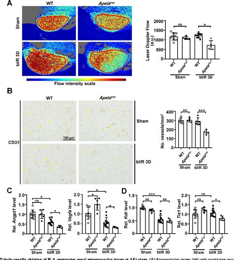 Pdf Tubular Elabela Apj Axis Attenuates Ischemia Reperfusion Induced