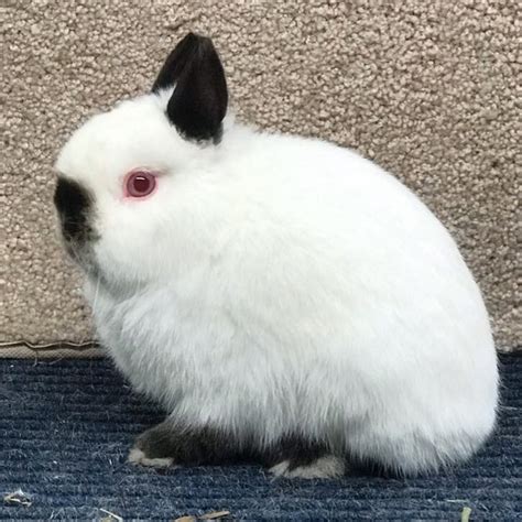 The Varieties And Genetics Of White Rabbits — Breadbox Farm