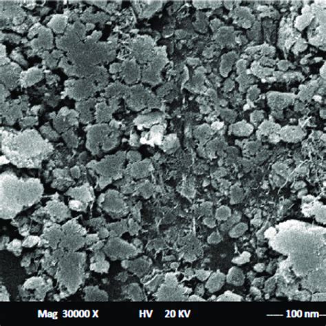 The surface structure of carbon paste sensors using SEM. | Download Scientific Diagram