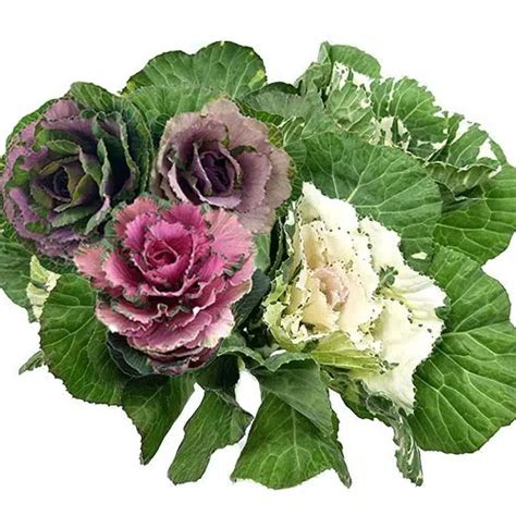 Ornamental Cabbage Kale 50 Stems Buy Wholesale Flowers JR Roses