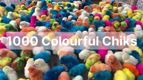 Beautiful Colourful Chicks 🐤 Hum 100 Colourful Chicks Ly Aye Youtube